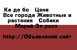 Ка де бо › Цена ­ 25 000 - Все города Животные и растения » Собаки   . Марий Эл респ.